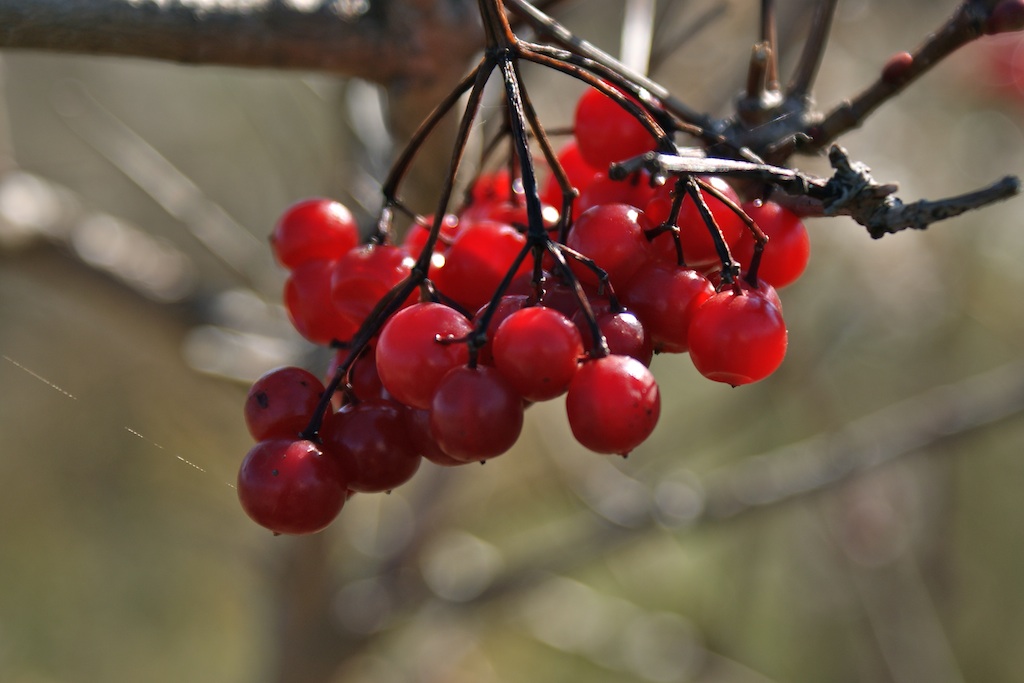 Berries.