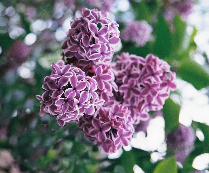 picture of lilac