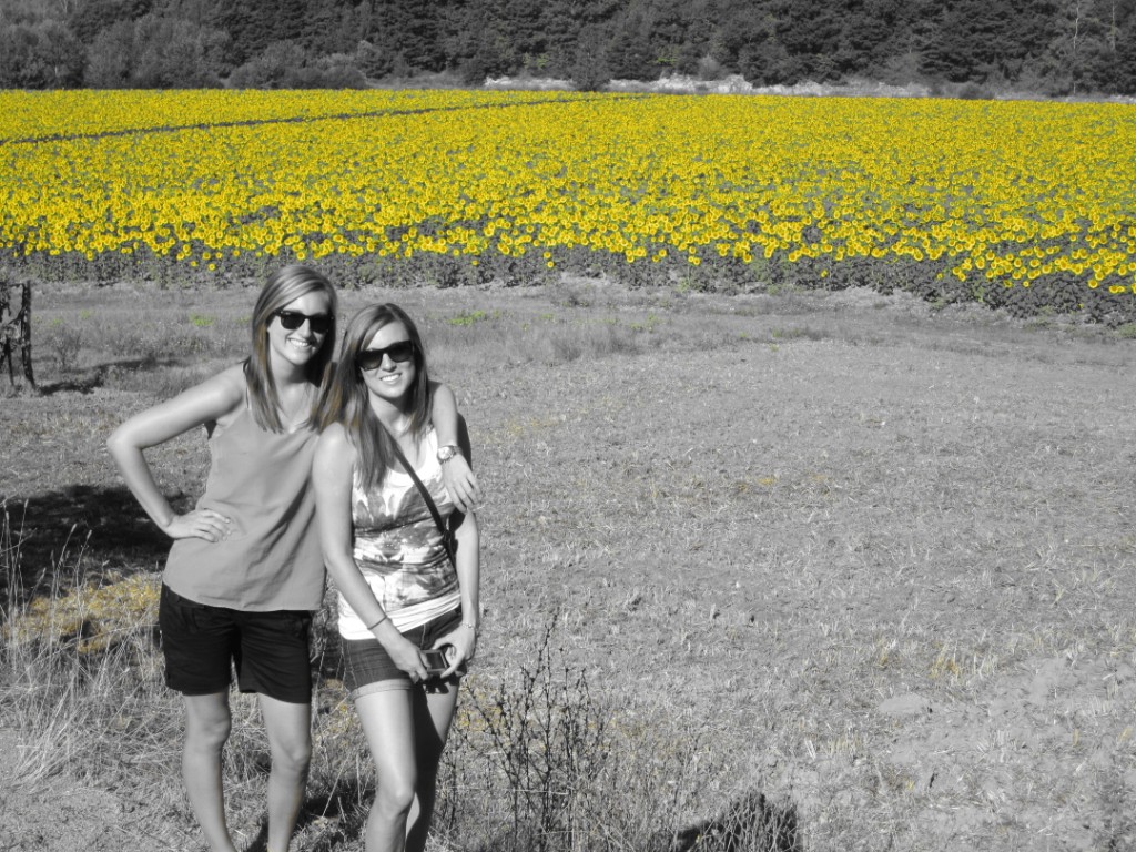 Sunflowers in Umbria