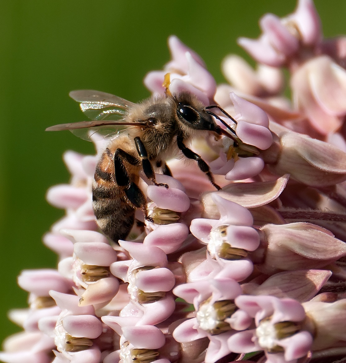 Arboretum Bee