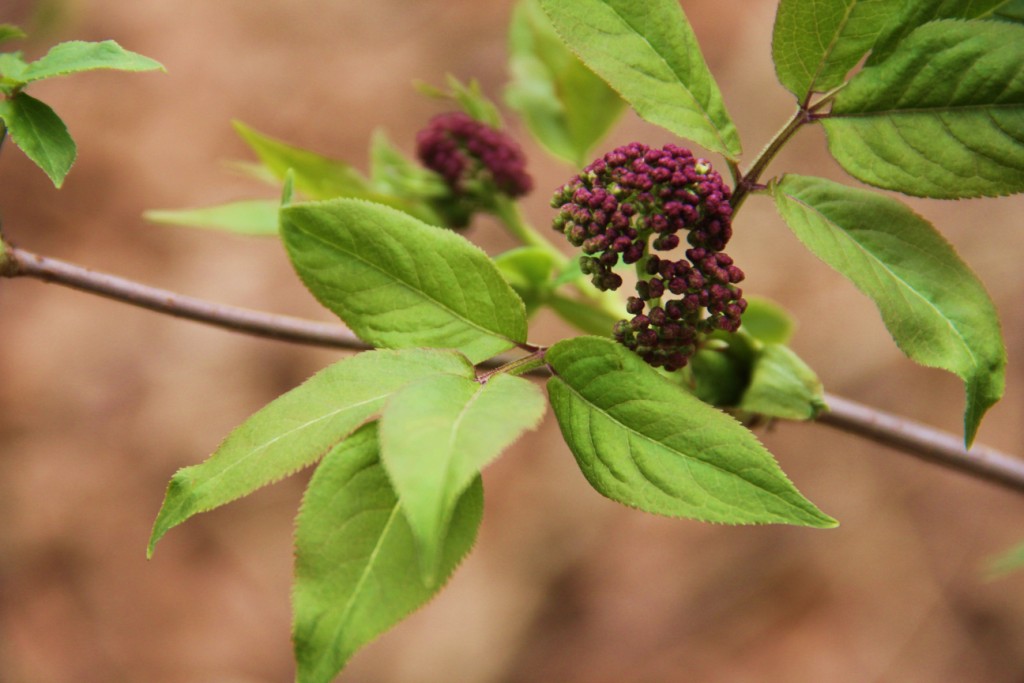 Purple flower - Oak Ridges Moraine