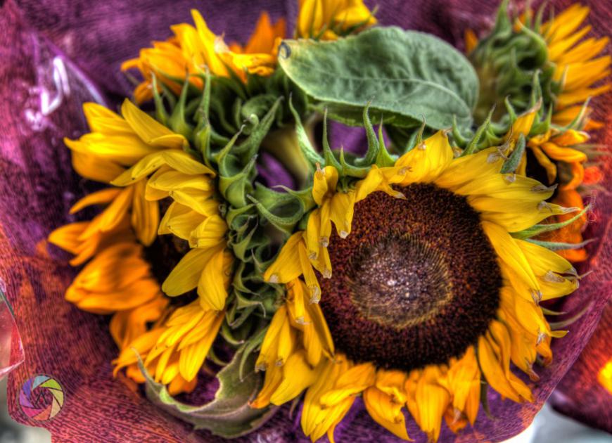 Roncesvalles_Sunflower_Bouquet