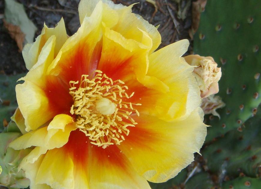  Cactus flower