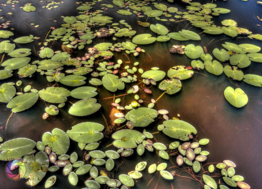 Water Lillies Potential