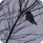 Unedited Original Snowy Owl Image