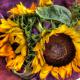 Roncesvalles_Sunflower_Bouquet