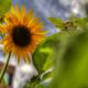 Roncesvalles_Sunflower_Garden