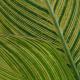 varigated canna leaf