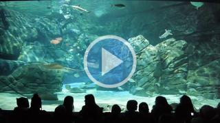 Ripley's Aquarium Visit December 31, 2013
